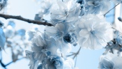 Blue Flowers