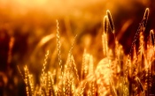 Bokeh Grass