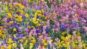Bright Field Flowers