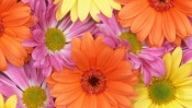 Bright Gerbera