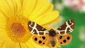 Butterfly on Yellow Flower