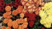 Colorful Chrysanthemums