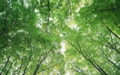 Crowns of Trees