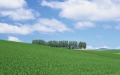 Blue Sky, Green Meadow