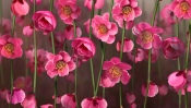 Pink Flowers