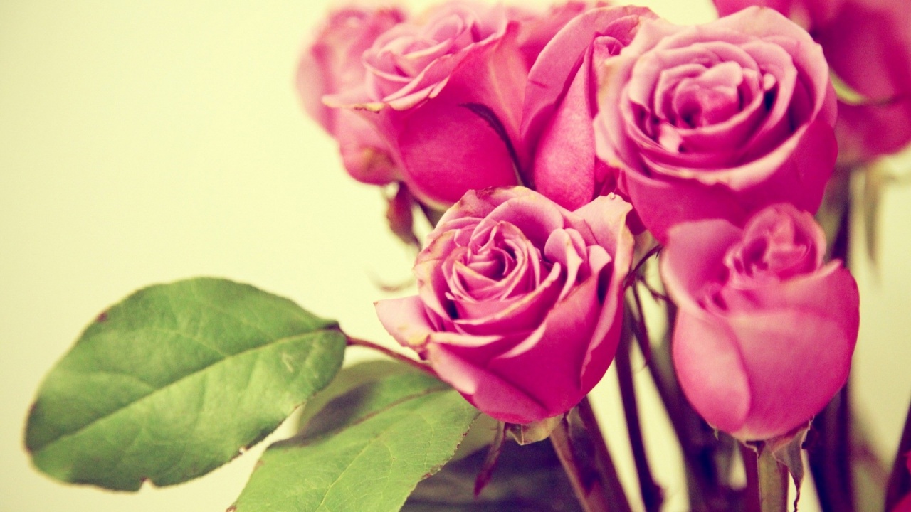 Pink Roses