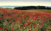 Red Poppies Hill