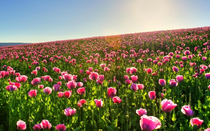 Pink Poppy Field