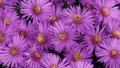 Purple Flowers