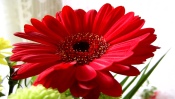 Big Red Gerbera