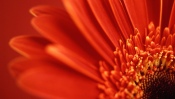 Red Gerbera, macro