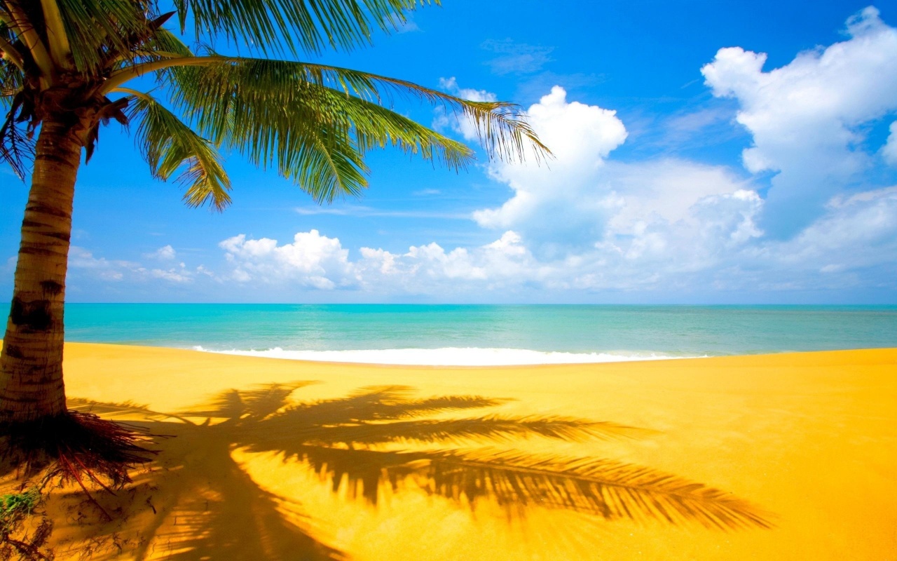 Sea, Beach, Palm Trees