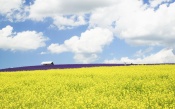 Purple and Yellow Fields