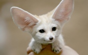 African Fennec Fox