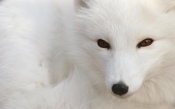 Beautiful Arctic Fox