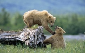 Bear Cubs