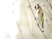 Bird on a Branch