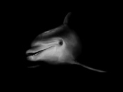 Dolphin, Black Background