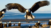 Bald Eagle in Flight