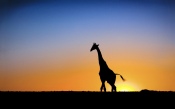 Giraffe at Sunset