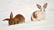 Hares