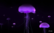 Purple Jellyfish