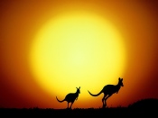 Kangaroo at Sunset