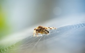 Spider on the Cobweb