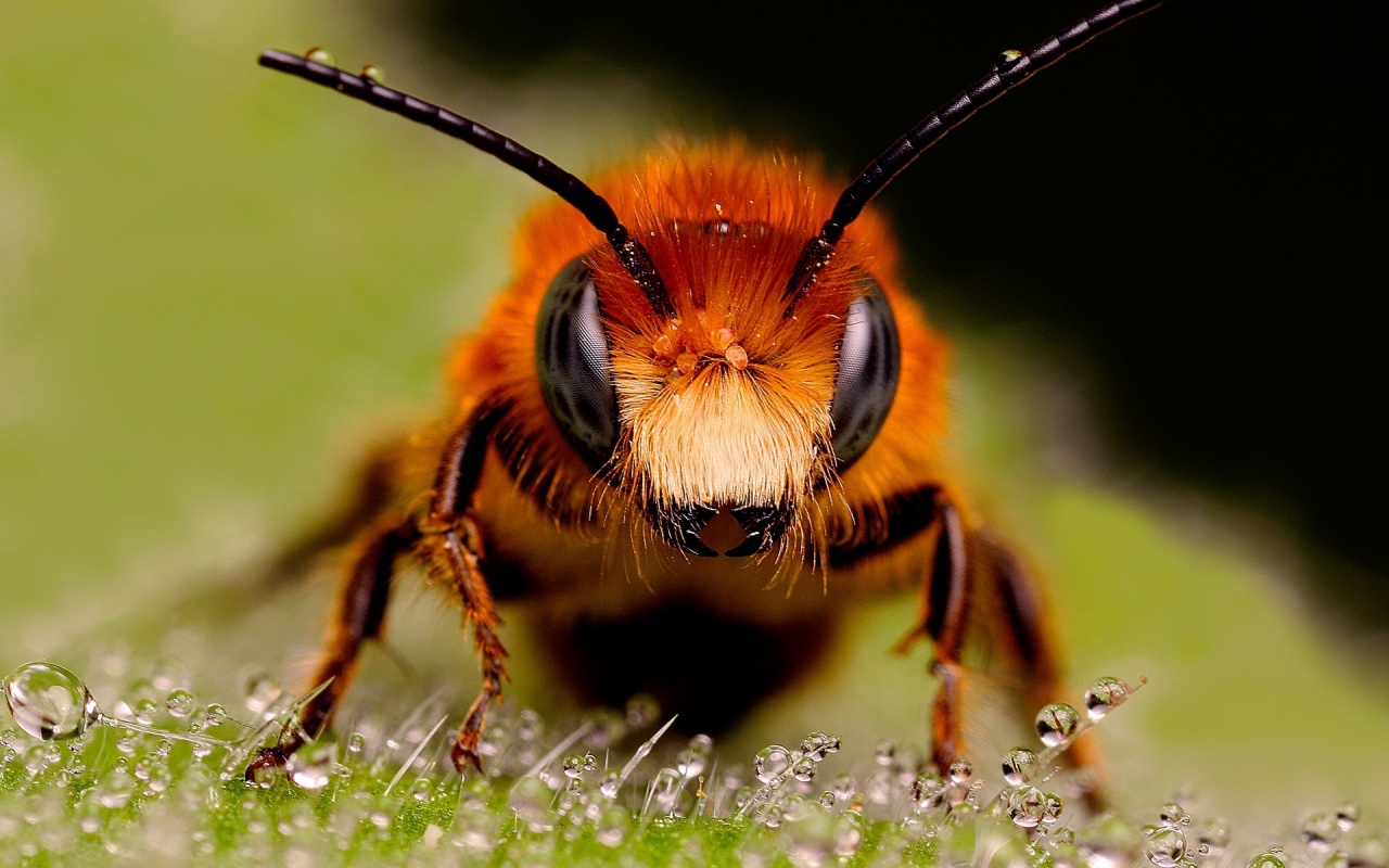 Bee, Macro