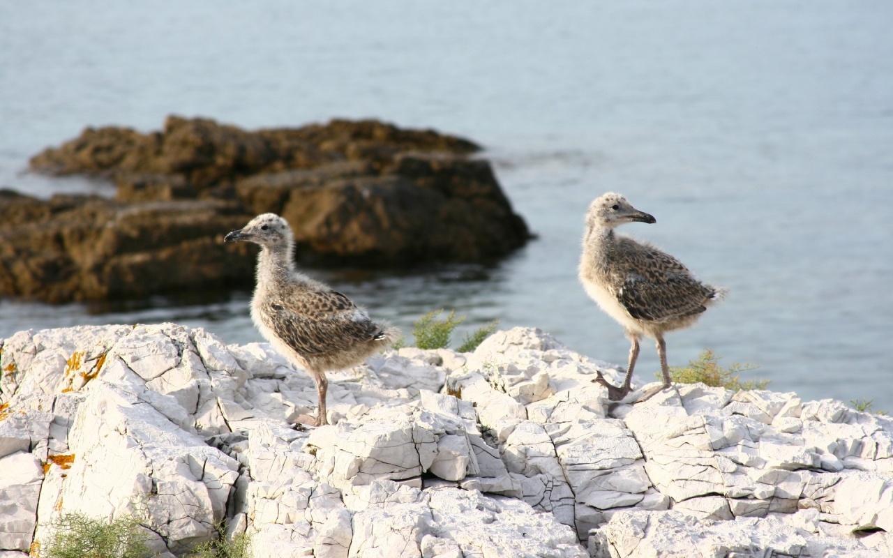 Chicks on the Rocks