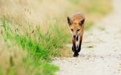 Fox on the Trail