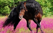 Horse with Beautiful Black Mane