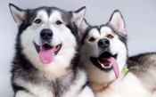 Two Husky