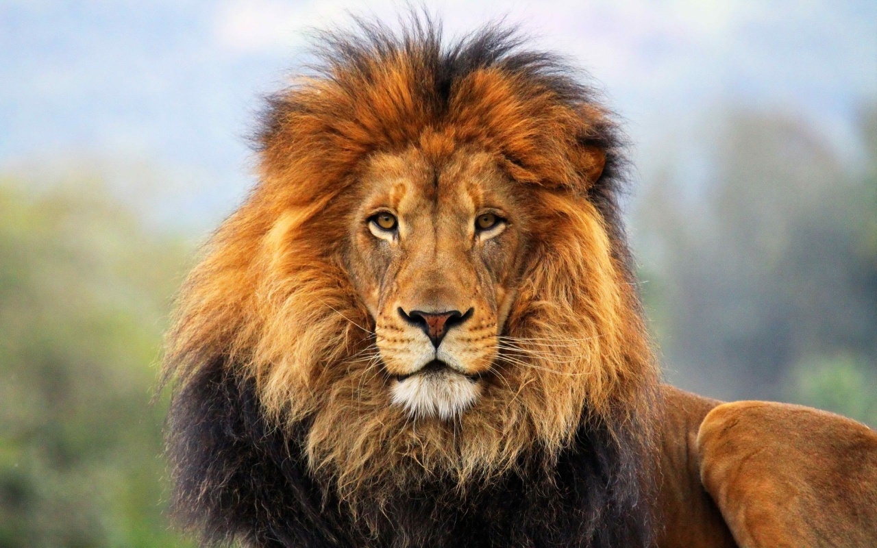 Lion