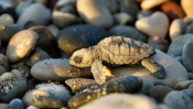 Little Turtle on Rocks