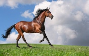 Magnificent Horse