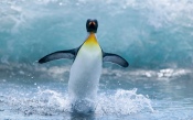 Penguin, Wave