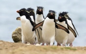 Penguins