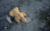 Polar Bear on Ice