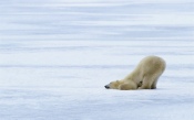 Polar Bear on Snow