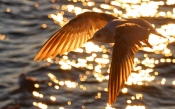 Seagull in Flight