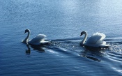 Swans on the Lake