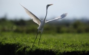 White Crane