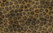 Snake Skin Texture