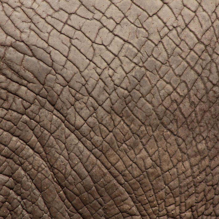 Elephant Skin