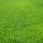 Thick Green Grass