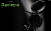 Poodle Persephone. Frankenweenie