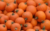 Large Crop of Pumpkins