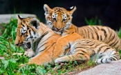 Tiger Cubs