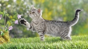 British Kitten on the Grass